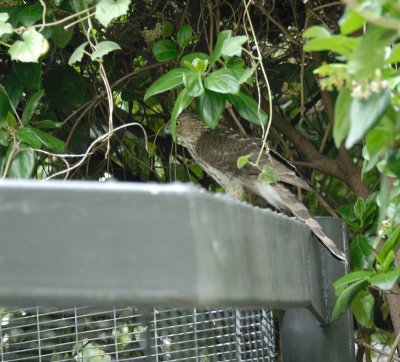 Cooper's Hawk male