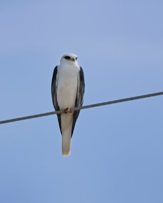 White-tailed Kite