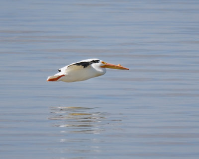 American White Pelican