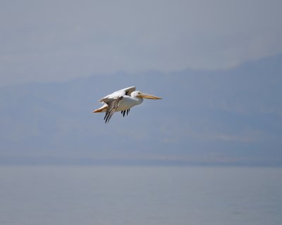 American White Pelican