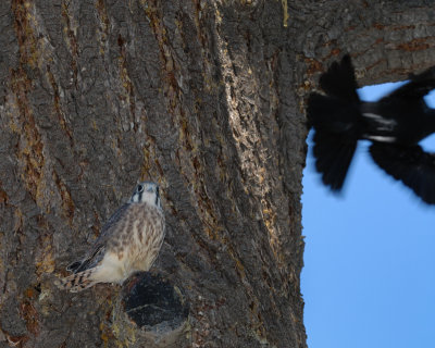 Kestrel young female with Brewer's Blackbird attacking