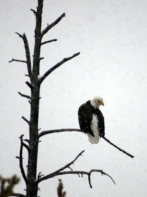 American Eagle Yellowstone National Park