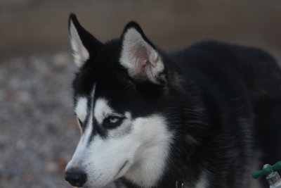 Husky