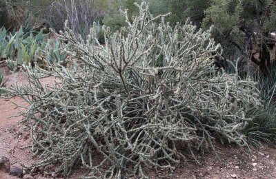Desert Botanic Garden
