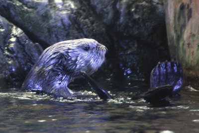 Aquarium of the Pacific