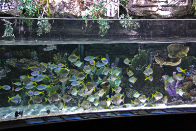 Aquarium of the Pacific