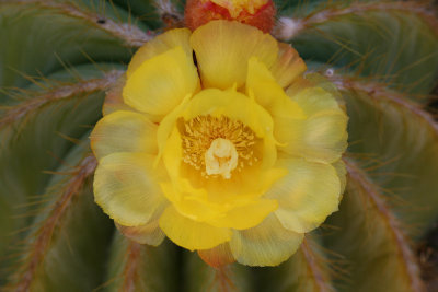 Cactus