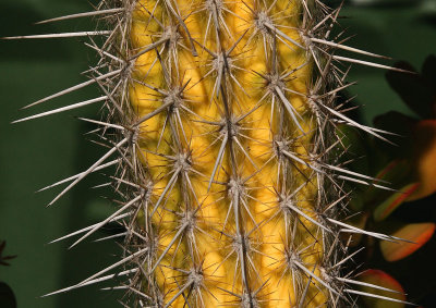 Cactus