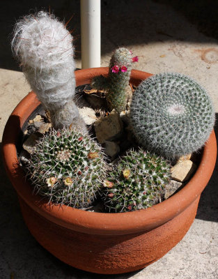 Cactus