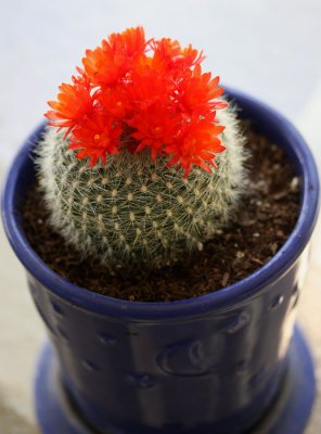 Cactus