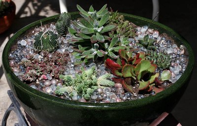 Succulents