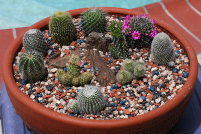 Cactus