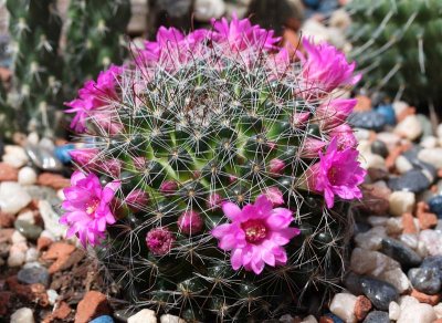 Cactus