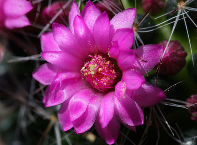 Cactus