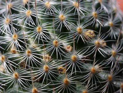 Cactus