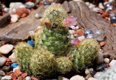 Cactus