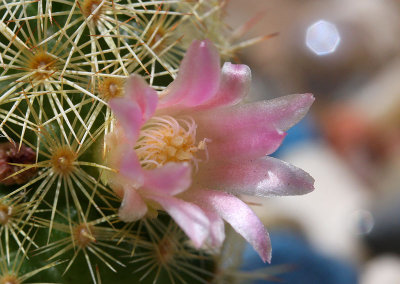 Cactus