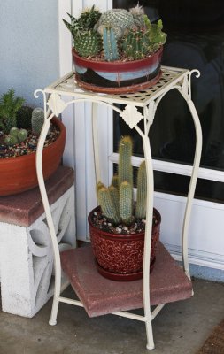 Cactus