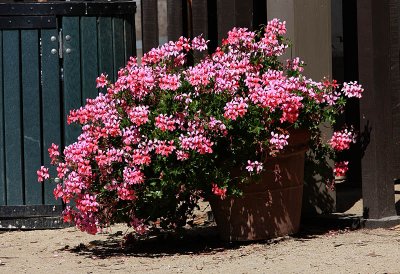 Olivas Adobe