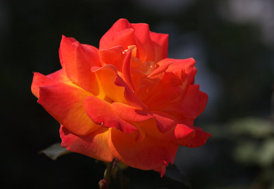 g1/72/758672/3/117242387.IPPh4huy.jpg