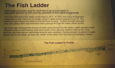 Ballard Locks