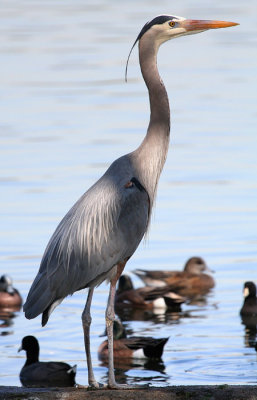 Lake Balboa