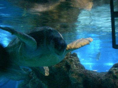 Myrtle the Turtle