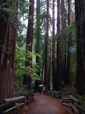 Muir's Woods - just north of SFO