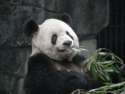Panda in Xian