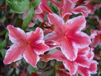 Azaleas in full bloom