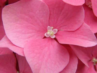 Pink Hydrangea