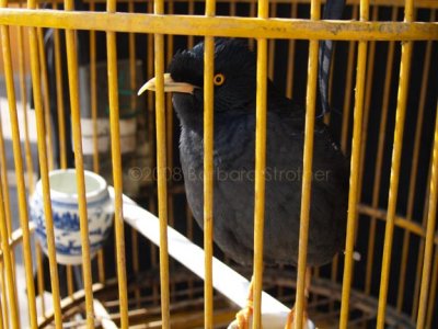 Caged blackbird.JPG