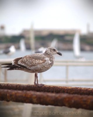Seagull by the Bay.JPG