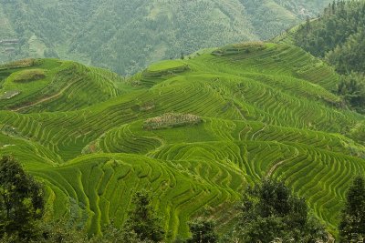 Long Ji Rice Terraces (Ping'an)