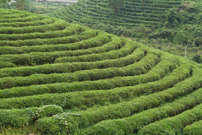 Tea Farm near to Guilin