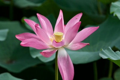 Lotus Flower at the Summer Palace