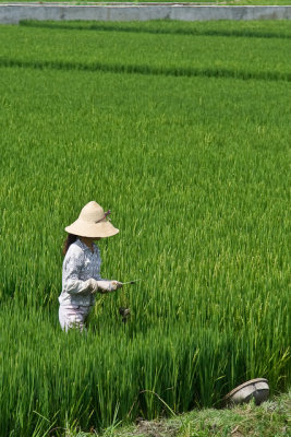 Woman in the rice fields near Dali