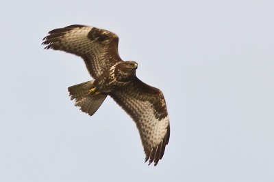 20080224-30D-IMG_6793-Edit.jpg