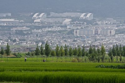 Rice fields and city development (Dali)