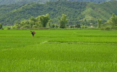 Rice fields near Ban Lac, Mai Chau
