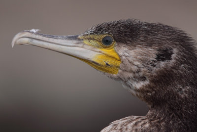 Aalscholver - Cormorant