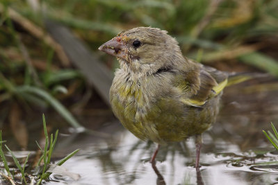 Groenling - Greenfinch