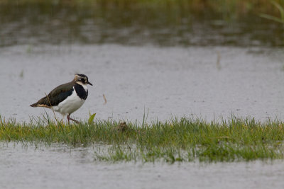 Kievit - Lapwing