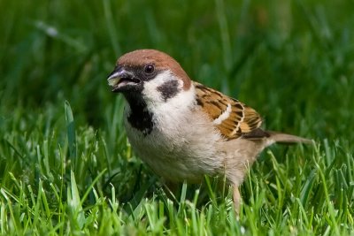 Ringmus - Tree Sparrow