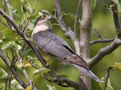 Sperwer - Sparrow Hawk