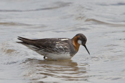 Grauwe franjepoot - Red-necked Phalarope