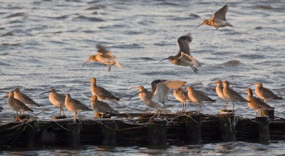 Wulp - Curlew