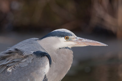 Blauwe reiger - Grey heron