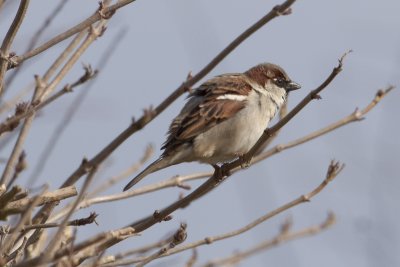 Mus - Sparrow