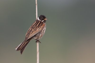 Rietgors - Red Bunting